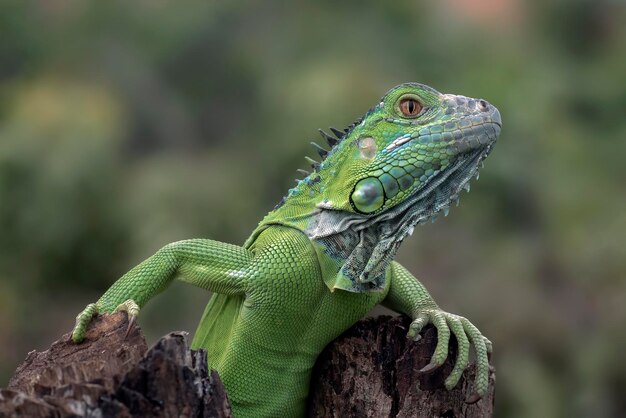 Foto iguana verde sui rami di un albero