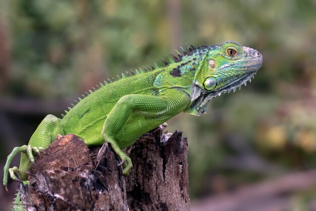 Foto iguana verde sui rami di un albero
