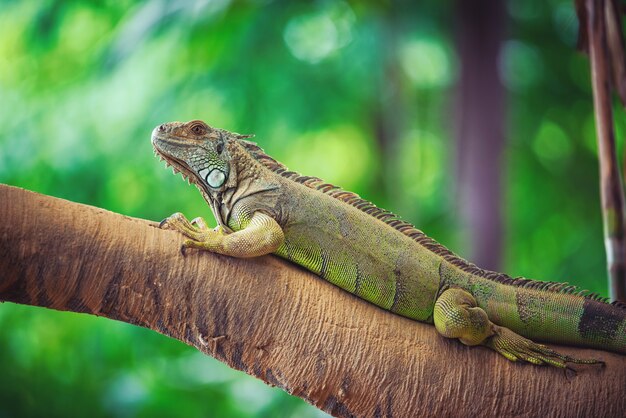 L'iguana verde stava riposando su una pannocchia di legno su sfondo sfocato