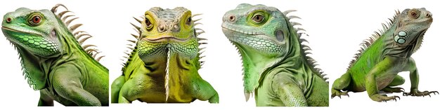 Green iguana on white background