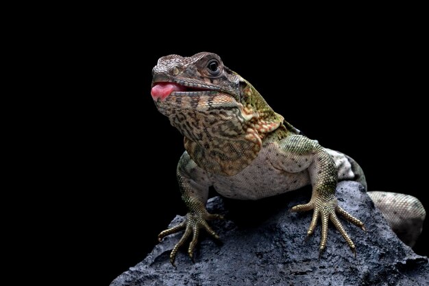 A green iguana with a black background