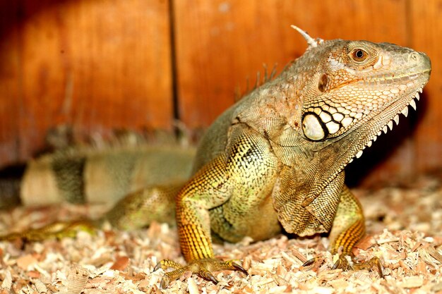 A green iguana with the word iguana on it