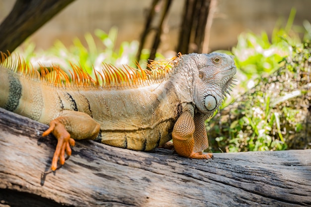 Foto iguana verde su legno