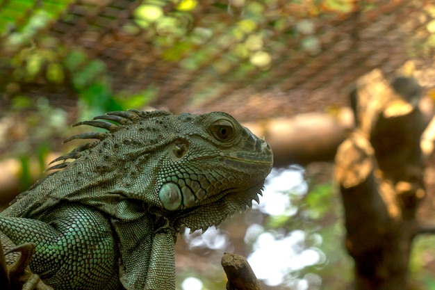 動物園の緑イグアナ