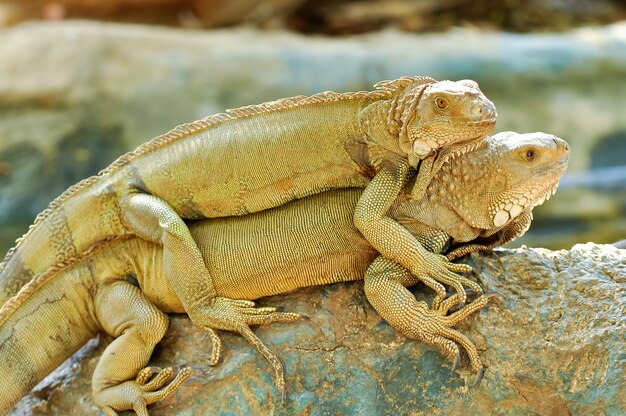 Photo green iguana