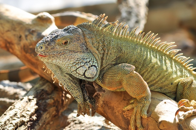 Green Iguana