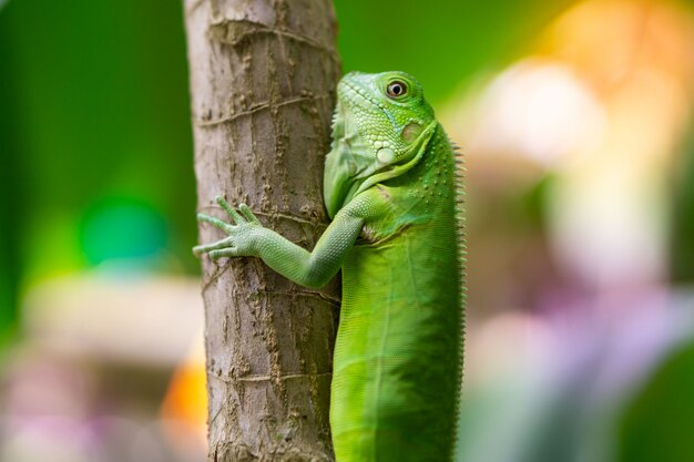 Iguana verde