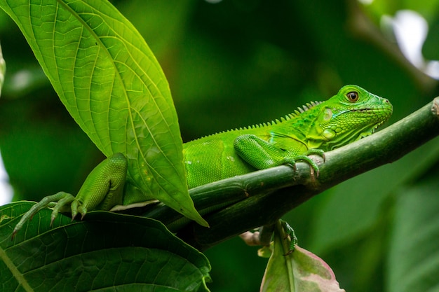 Green Iguana