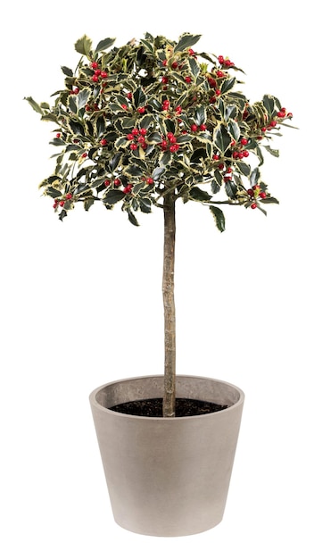 Green Ilex aquifolium potted plant with red fruits