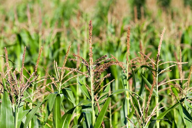 green immature corn, close up