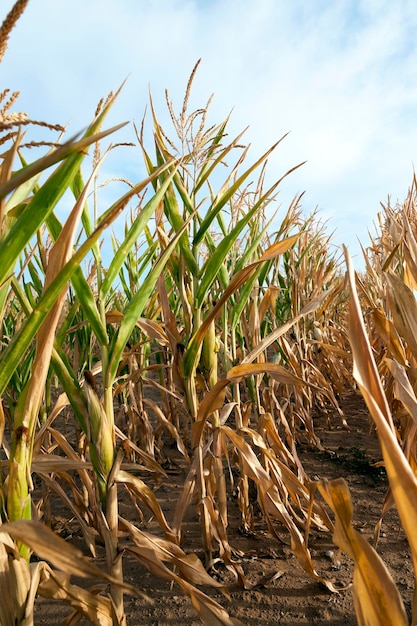 Green immature corn