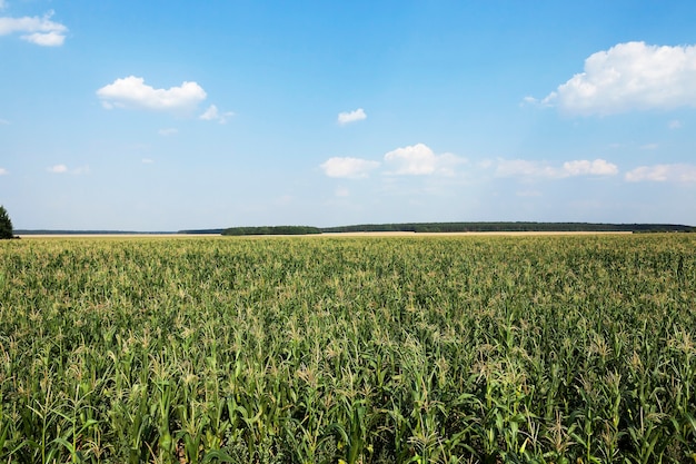 green immature corn