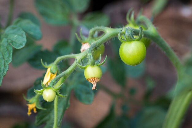 Green immature tomatoes Agriculture concept Green tomatoes close up Branch of green tomatoes growing