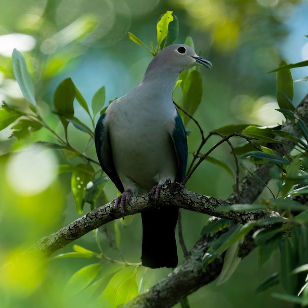 Green Imperial Pigeon