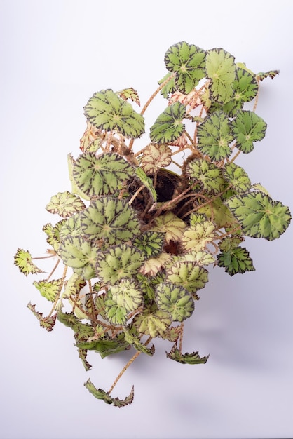 Green indoor flower with leaves in a pot on a white background