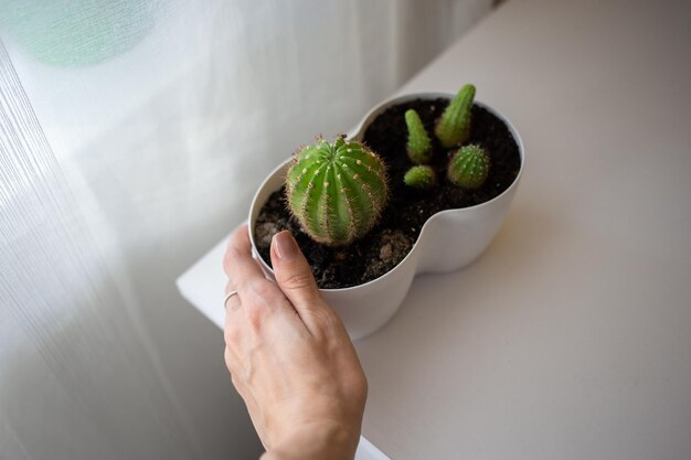 白い鍋に緑の屋内花