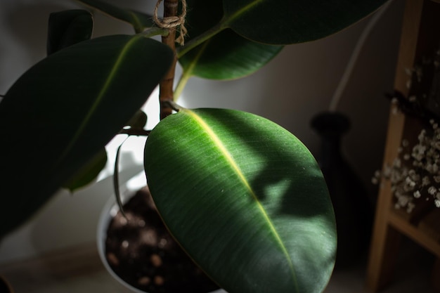 Green indoor flowers in a white pot