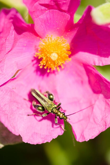 Green insect coleopteron