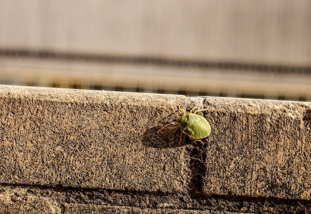 写真 壁に緑色の昆虫