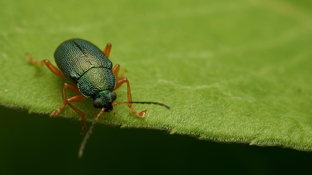 a green insect perched on a green leaf