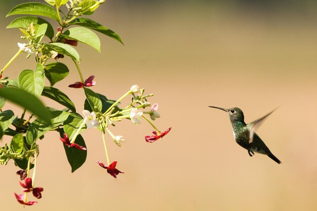 A green iridescent hummingbird flies at a nectar flower