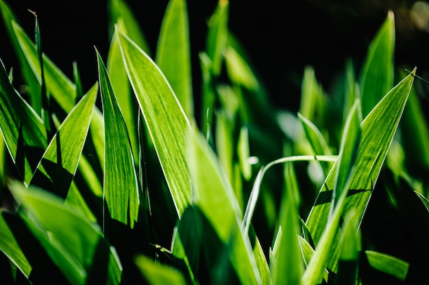 Green iris wild leaves flower field in bloom.