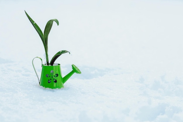 A green iron small watering can against the background of snow and a plant grows