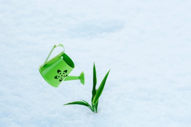 緑の鉄の小さなじょうろは、雪の背景に植物に水をまくことができます