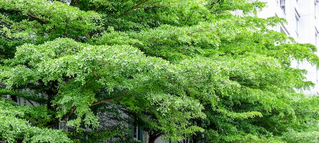 Green ivory coast almond tree in the city