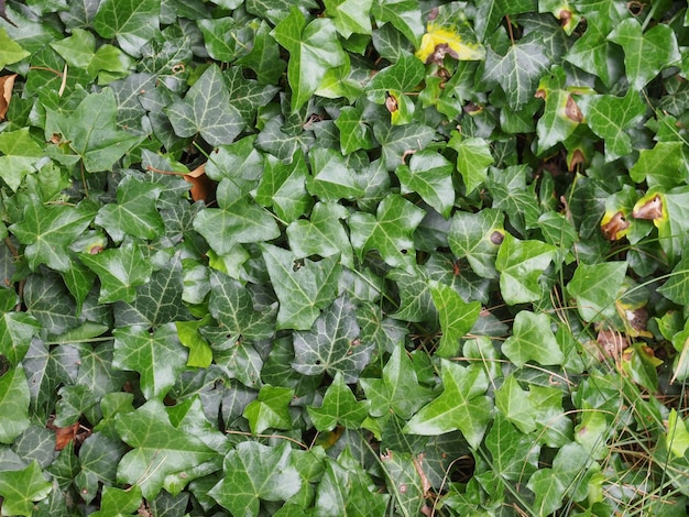 Green ivy background