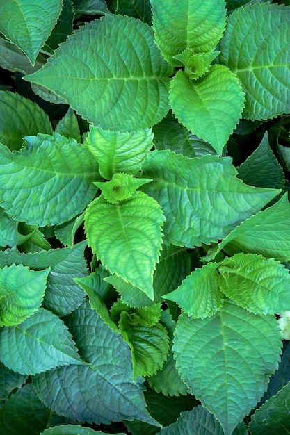 Green ivy bush wall in garden