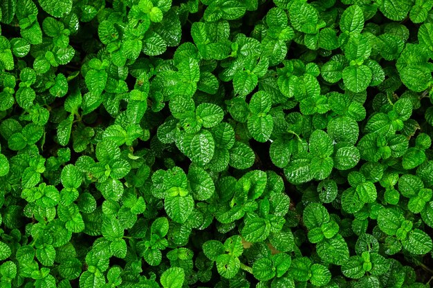 Green ivy bush wall in garden