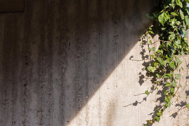 Green ivy on concrete wall