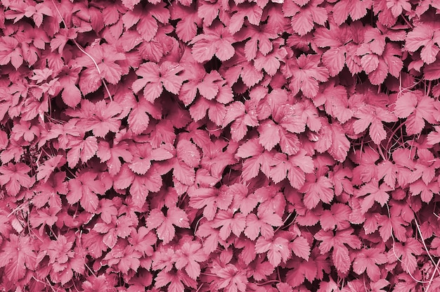 Green ivy grows along the beige wall of painted tiles texture\
of dense thickets of wild ivy image toned in viva magenta color of\
the year