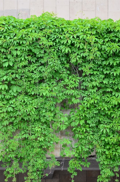 Green ivy grows along the beige wall of painted tiles. Texture of dense thickets of wild ivy