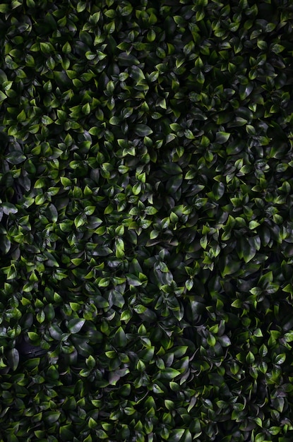 Green ivy grows along the wall. Texture of dense thickets of wild vine