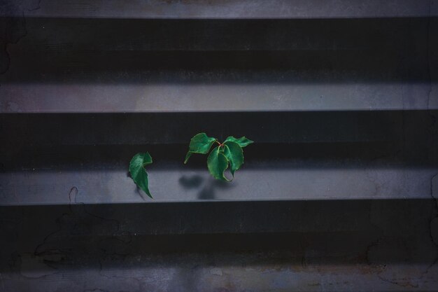 Photo green ivy leaf on dark metal striped background