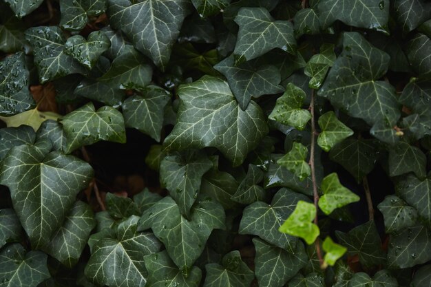 Foglie di edera verde dopo la pioggia sfondo di foglie tropicali green plant texture