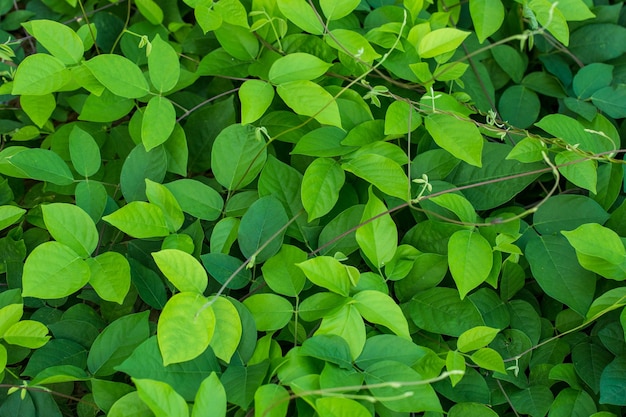 Green Ivy leaves background Green leaves