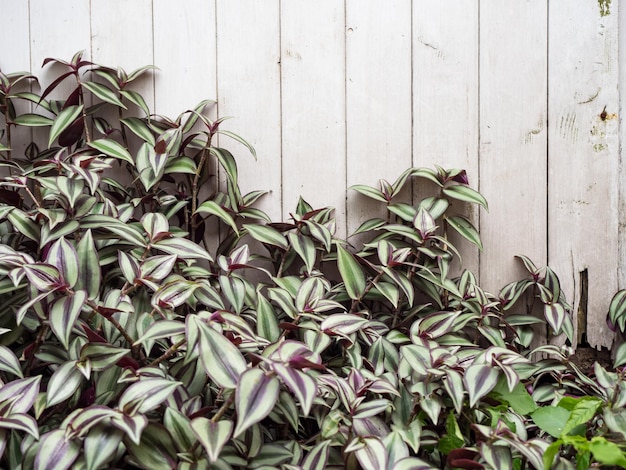 Foglie di edera verde che si arrampicano sul vecchio recinto del giardino grungy vecchie tavole di legno ricoperte da foglie verdi texture di sfondo naturale
