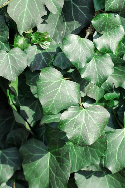 Green ivy leaves close up hedera helix