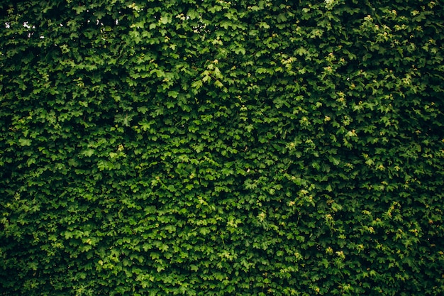 Foto foglie di edera verde coprivano il muro. priorità bassa della rete fissa di legno naturale per l'illustrazione di disegno. pubblicità, cartolina.