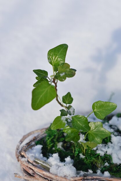 雪の背景にある緑のイビー葉