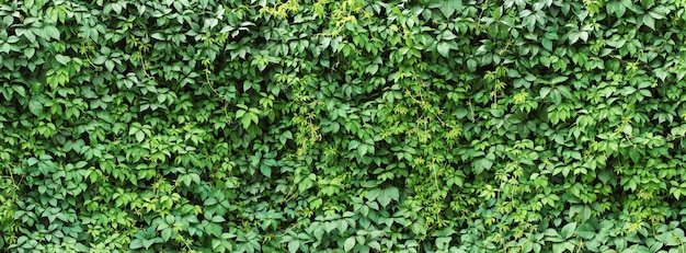 緑のツタの葉壁の背景自然テクスチャ植物