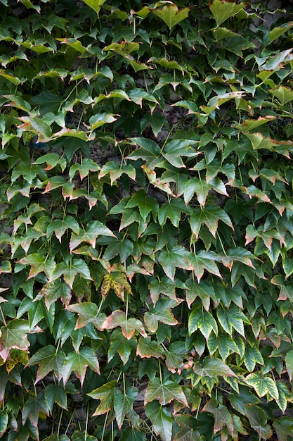 Green ivy leaves