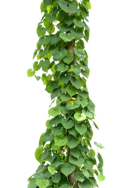 Green ivy plant isolate on white background