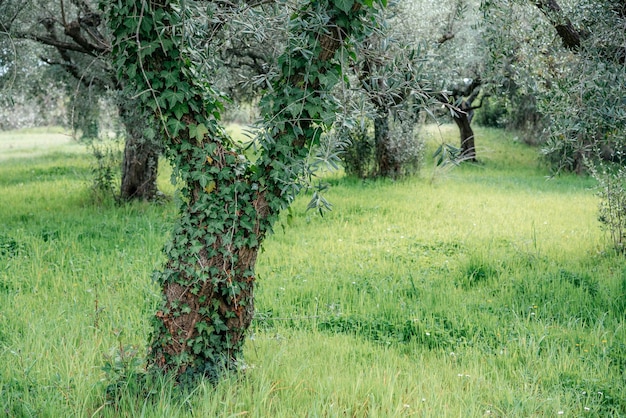 Tronco d'albero rampicante della vite dell'edera verde