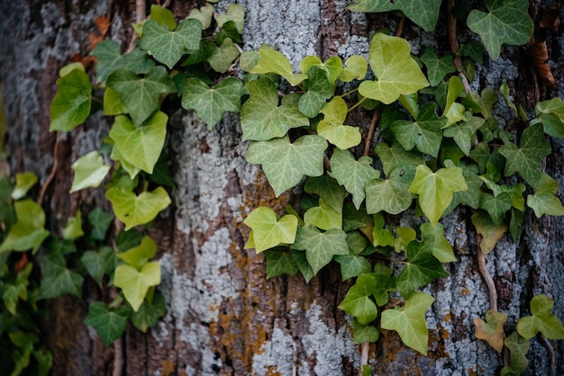 Green ivy vine climbing tree trunk