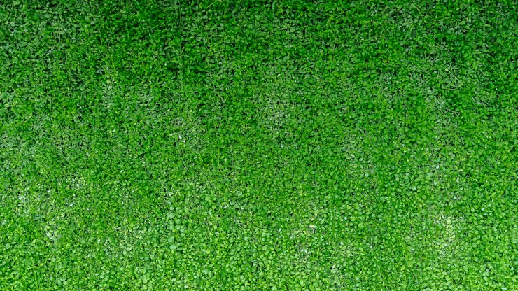 Green ivy wall leaves background nature texture.
