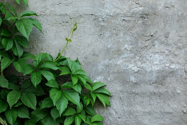 green ivy on wall